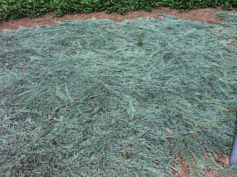 Juniperus-horizontalis -Monber-frm-1.jpg